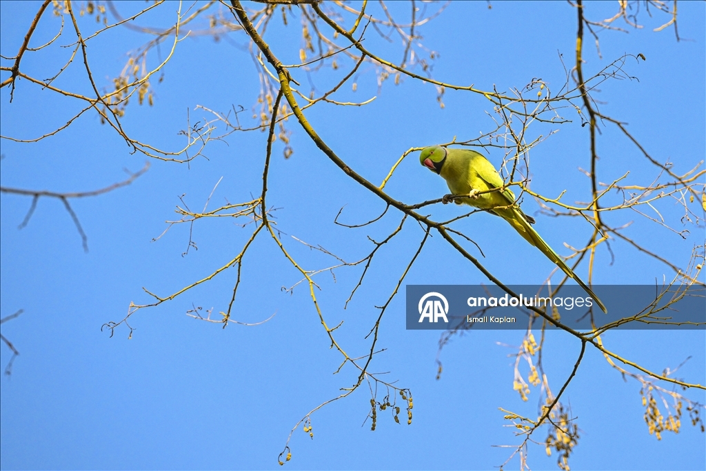 Тропические птицы Анкары — «Зеленые попугаи»