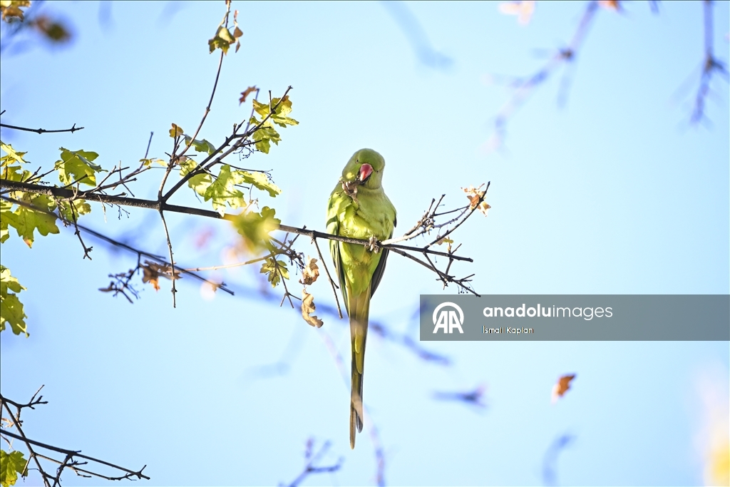 Тропические птицы Анкары — «Зеленые попугаи»