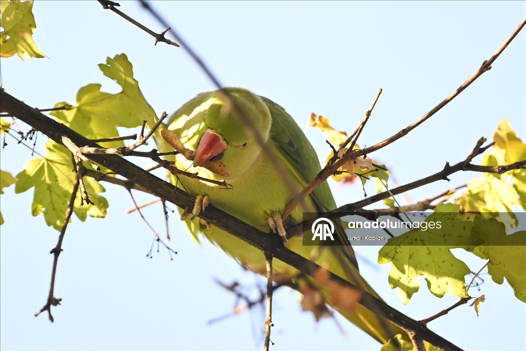 Тропические птицы Анкары — «Зеленые попугаи»