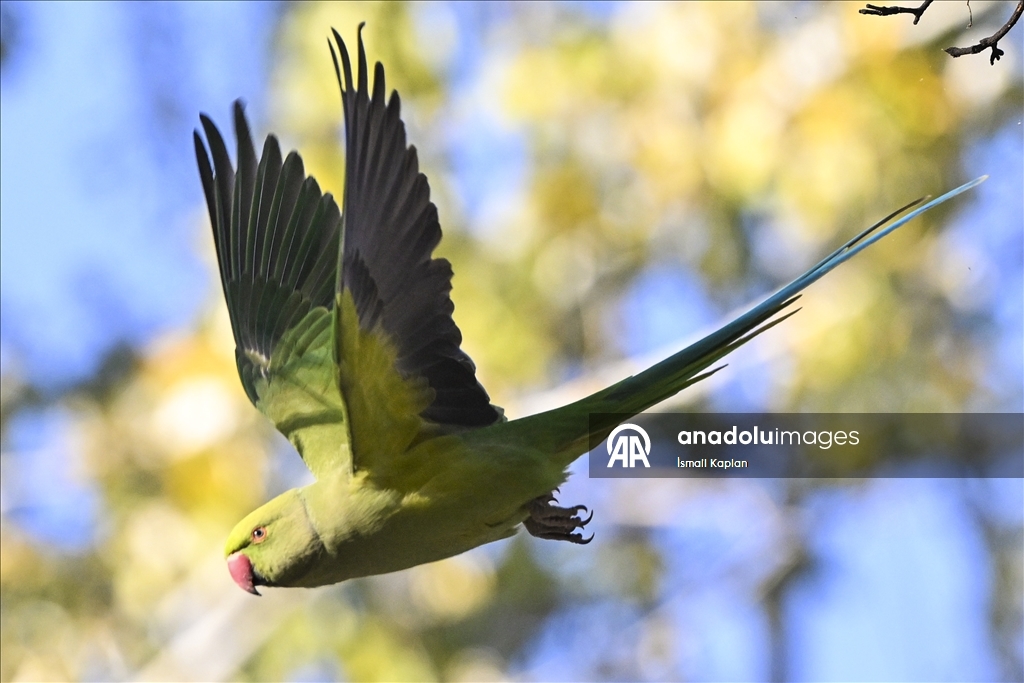 Тропические птицы Анкары — «Зеленые попугаи»