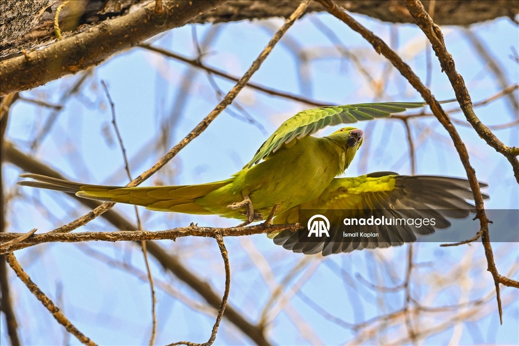 Тропические птицы Анкары — «Зеленые попугаи»