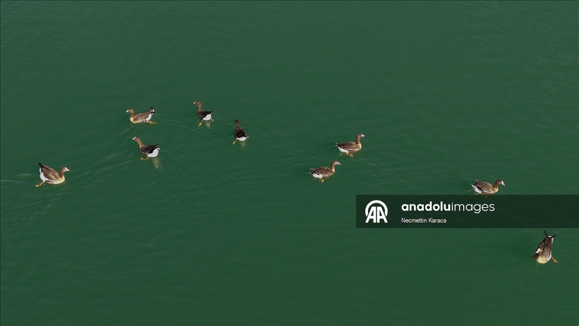Kuş cenneti Erçek Gölü yaban kazlarına ev sahipliği yapıyor