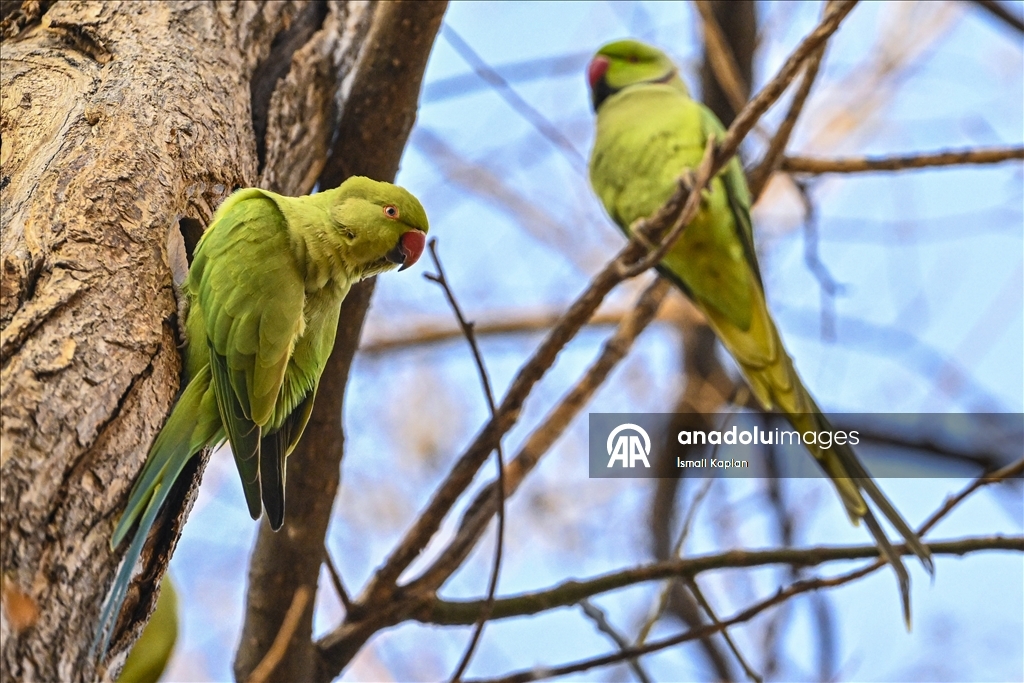 Тропические птицы Анкары — «Зеленые попугаи»