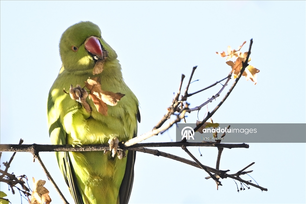 Тропические птицы Анкары — «Зеленые попугаи»