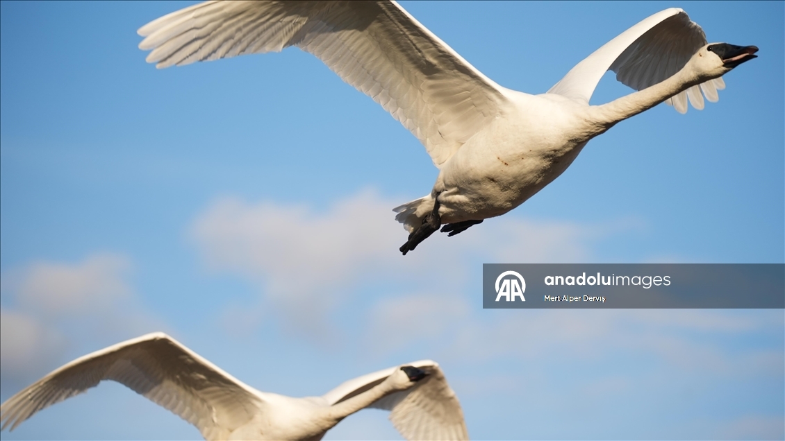 Kanada'nın Tommy Thompson Parkı’ndaki trompet kuğuları