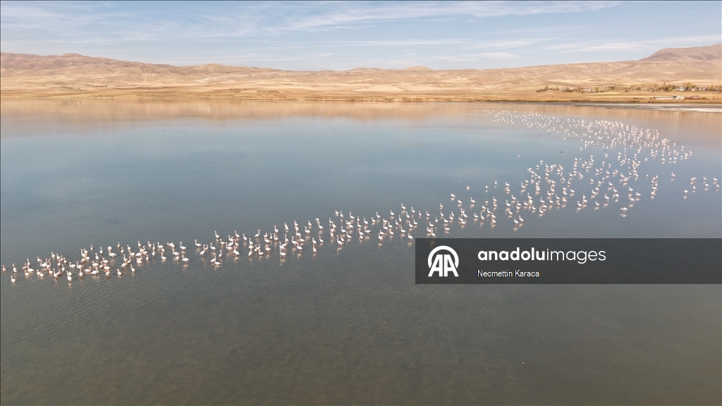 Bihuşta çivîkan Gola Erçekê, mazûvaniya betan dike