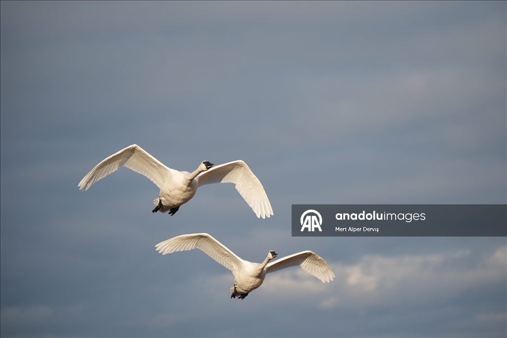 Kanada'nın Tommy Thompson Parkı’ndaki trompet kuğuları