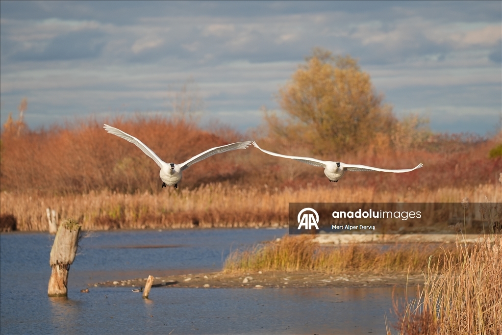 Kanada'nın Tommy Thompson Parkı’ndaki trompet kuğuları