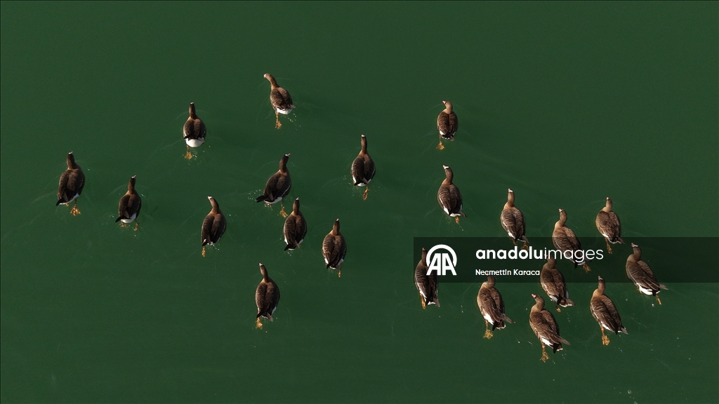 Kuş cenneti Erçek Gölü yaban kazlarına ev sahipliği yapıyor
