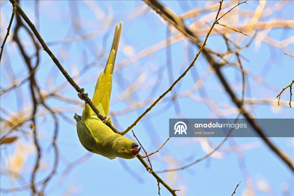 Тропические птицы Анкары — «Зеленые попугаи»