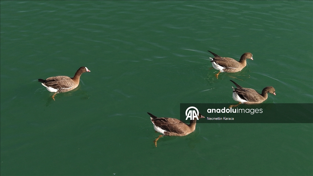 Bihuşta çivîkan Gola Erçekê, mazûvaniya betan dike