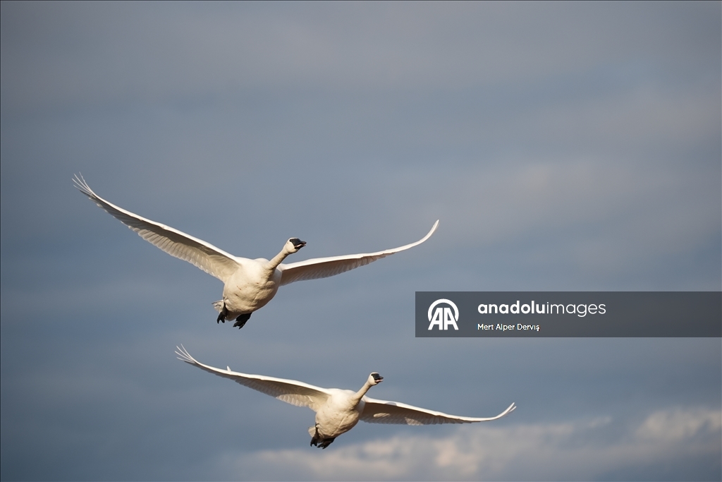 Kanada'nın Tommy Thompson Parkı’ndaki trompet kuğuları
