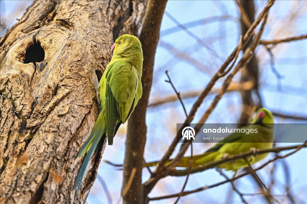 Тропические птицы Анкары — «Зеленые попугаи»