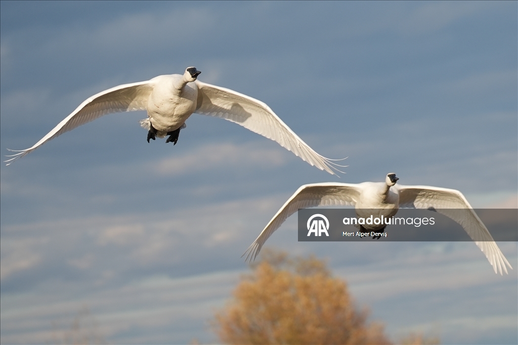 Kanada'nın Tommy Thompson Parkı’ndaki trompet kuğuları