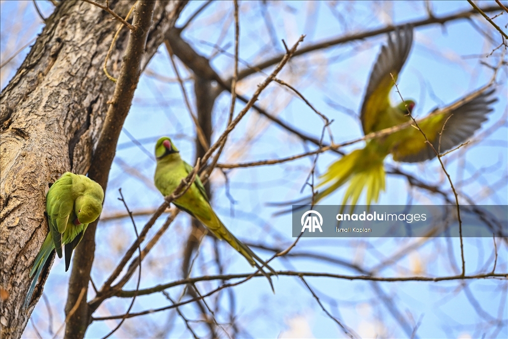 Тропические птицы Анкары — «Зеленые попугаи»