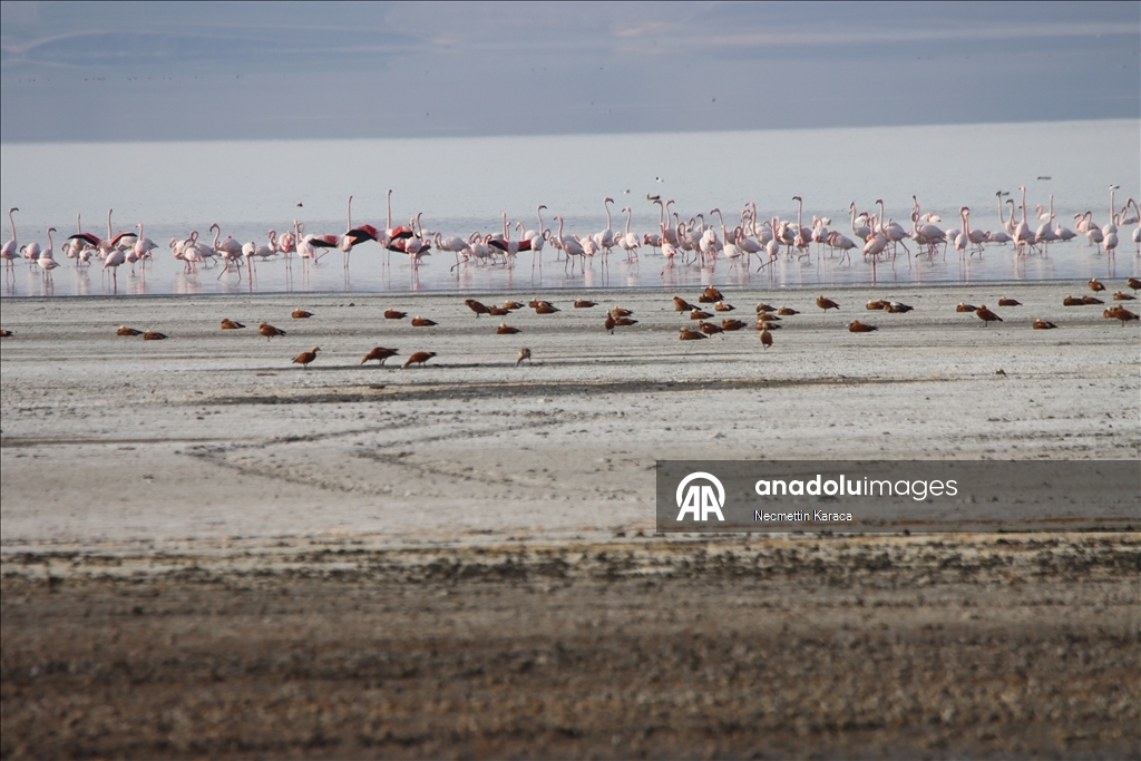 Bihuşta çivîkan Gola Erçekê, mazûvaniya betan dike