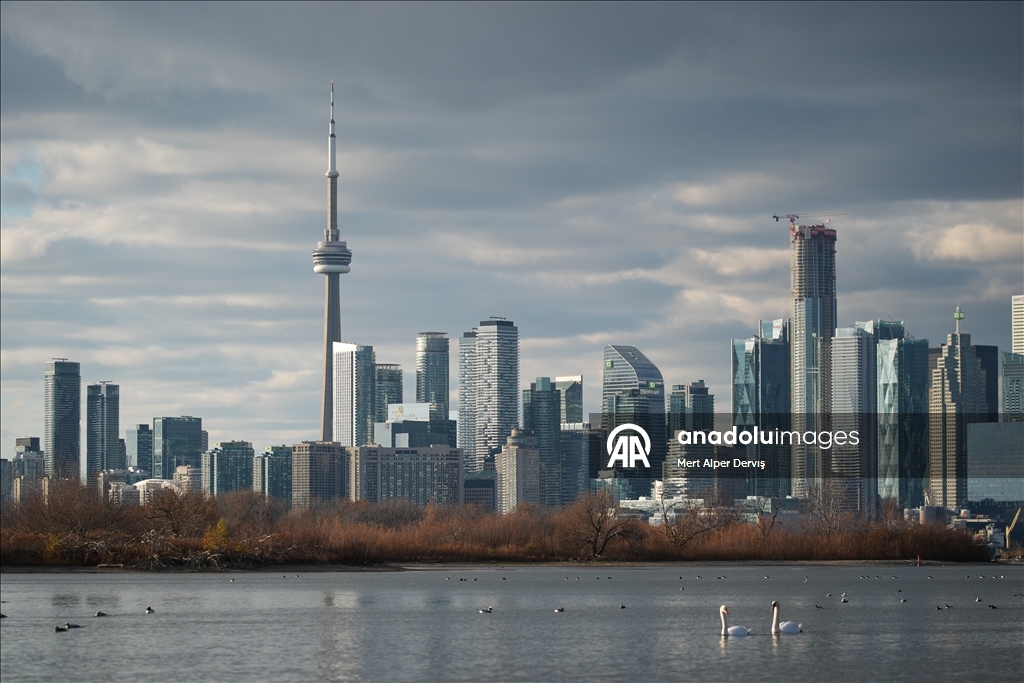 Kanada'nın Tommy Thompson Parkı’ndaki trompet kuğuları