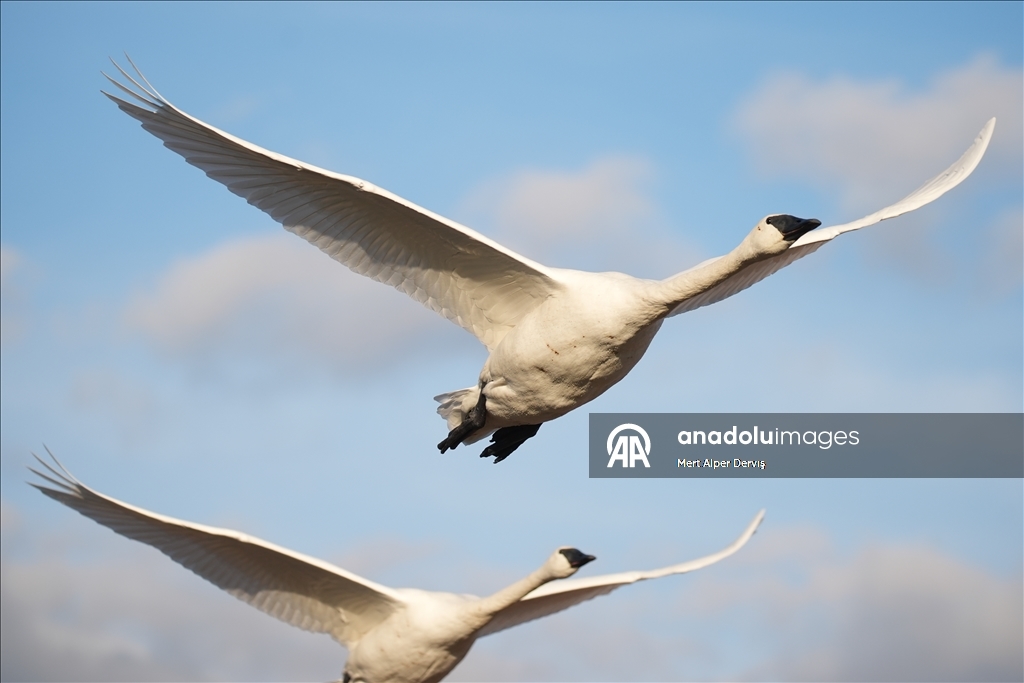 Kanada'nın Tommy Thompson Parkı’ndaki trompet kuğuları