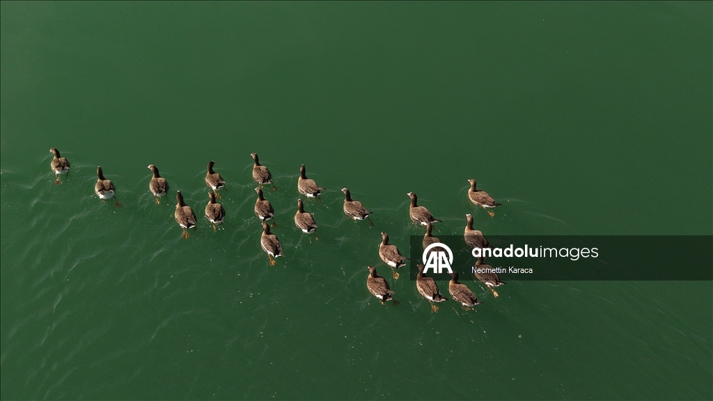 Bihuşta çivîkan Gola Erçekê, mazûvaniya betan dike