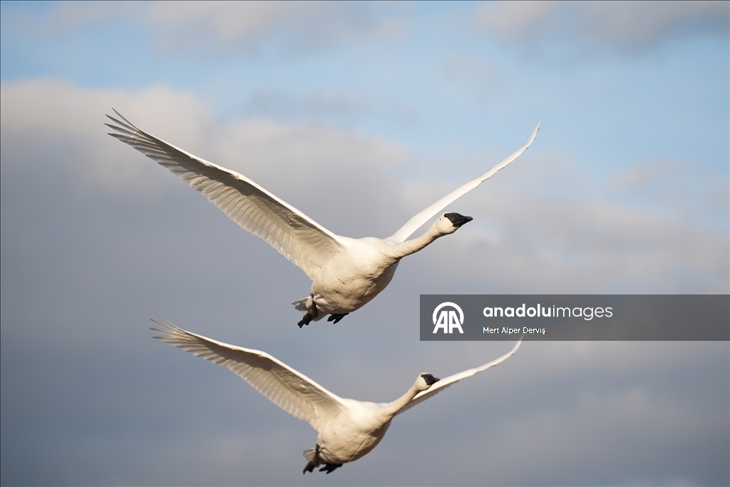 Kanada'nın Tommy Thompson Parkı’ndaki trompet kuğuları