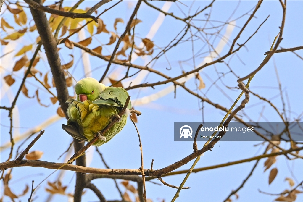 Тропические птицы Анкары — «Зеленые попугаи»