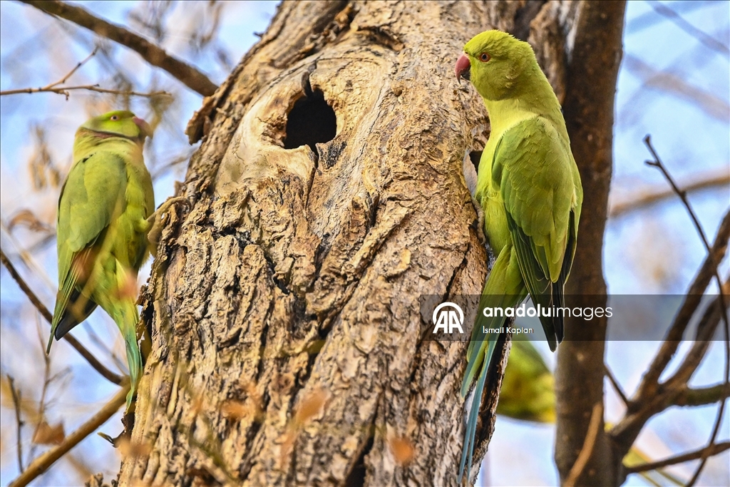 Тропические птицы Анкары — «Зеленые попугаи»