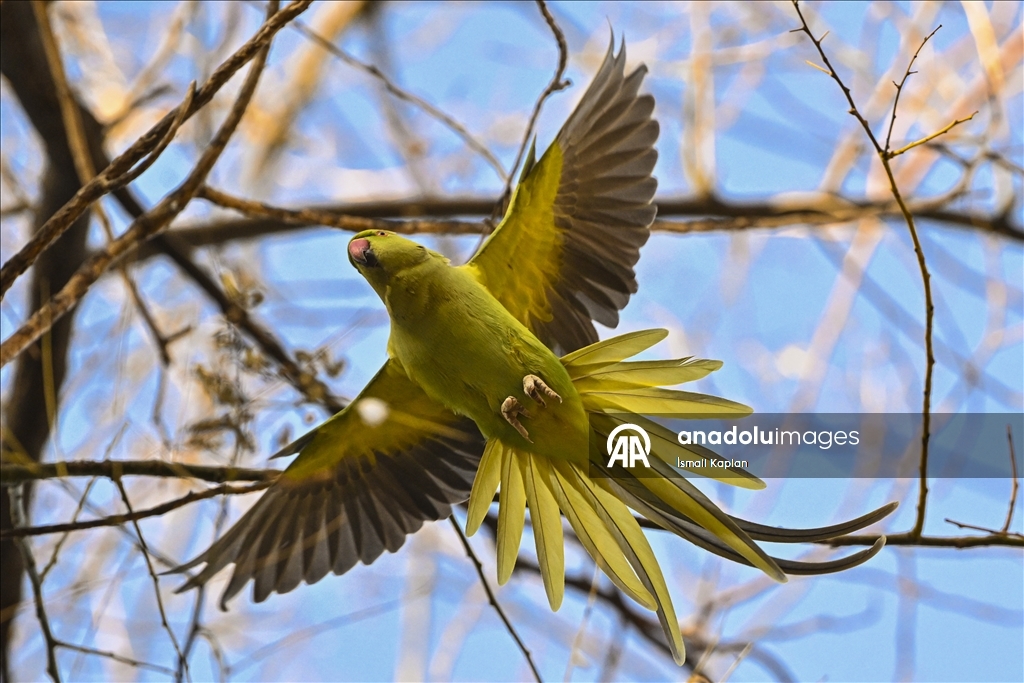 Тропические птицы Анкары — «Зеленые попугаи»