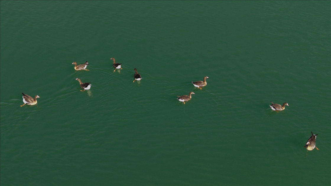 Bihuşta çivîkan Gola Erçekê, mazûvaniya betan dike