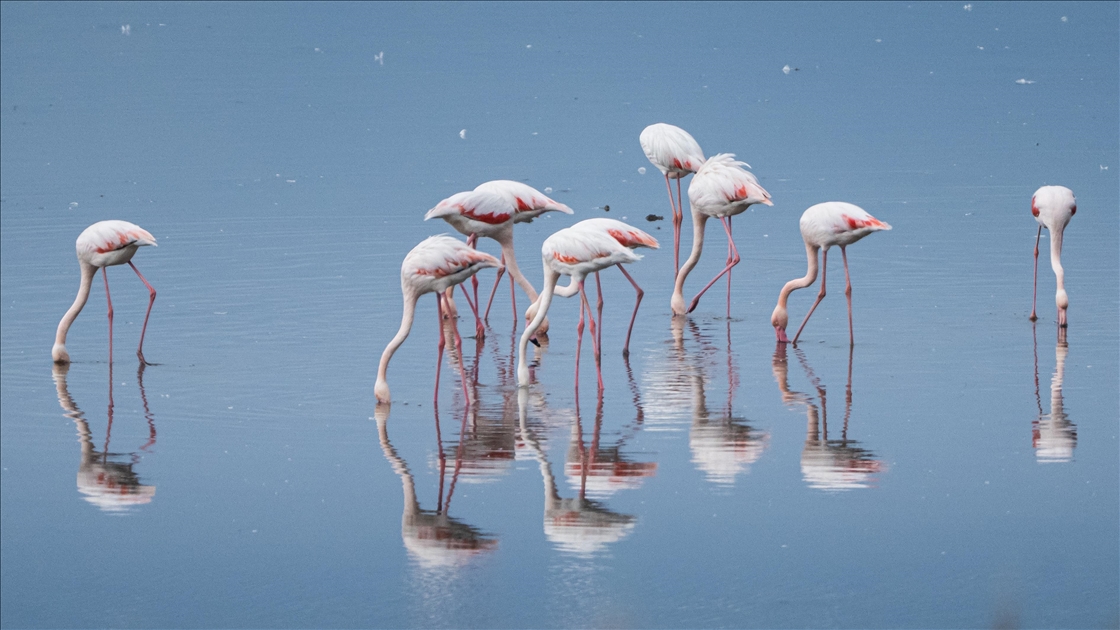 Büyük Menderes Deltası, Yaban Hayatının Sığınağı