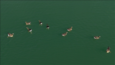 Bihuşta çivîkan Gola Erçekê, mazûvaniya betan dike