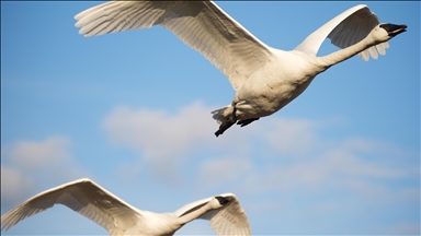 Kanada'nın Tommy Thompson Parkı’ndaki trompet kuğuları