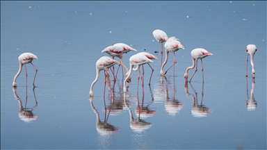 Büyük Menderes Deltası, Yaban Hayatının Sığınağı