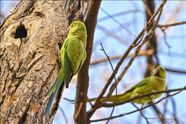 Тропические птицы Анкары — «Зеленые попугаи»