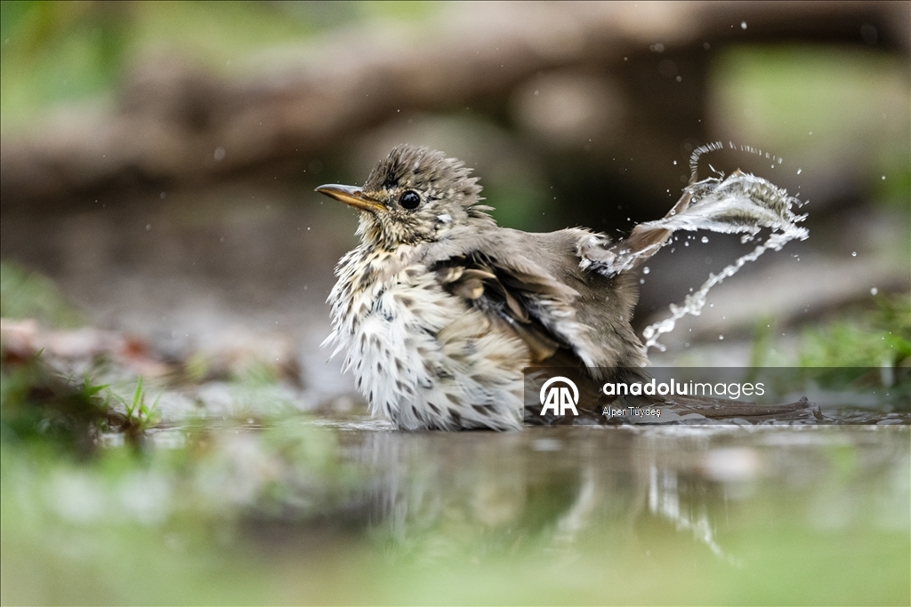 Bursa’da ormanlık alanlardaki su kaynakları yaban hayatını ağırlıyor
