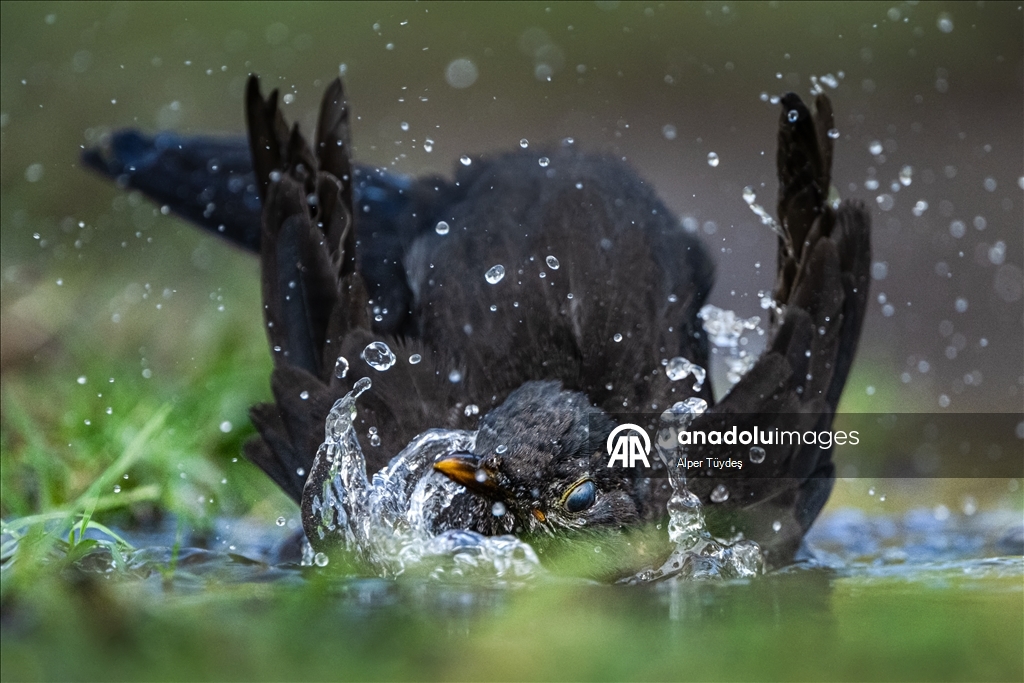 Bursa’da ormanlık alanlardaki su kaynakları yaban hayatını ağırlıyor