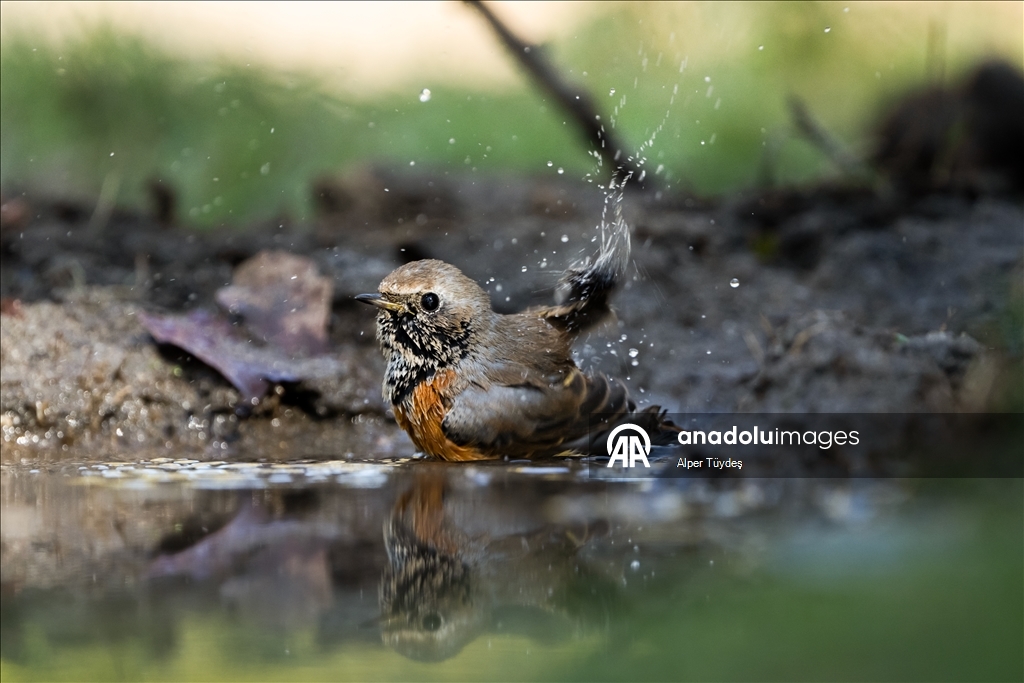 Bursa’da ormanlık alanlardaki su kaynakları yaban hayatını ağırlıyor