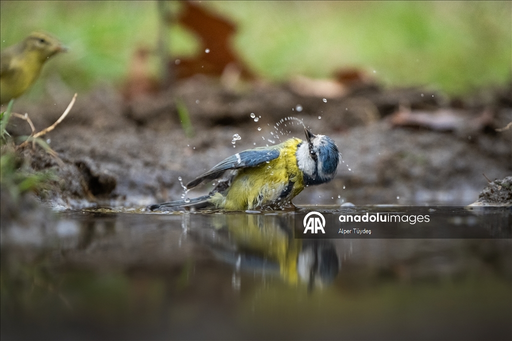 Bursa’da ormanlık alanlardaki su kaynakları yaban hayatını ağırlıyor