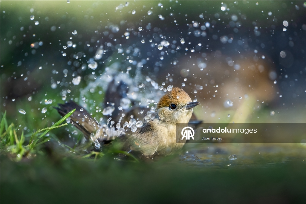 Bursa’da ormanlık alanlardaki su kaynakları yaban hayatını ağırlıyor