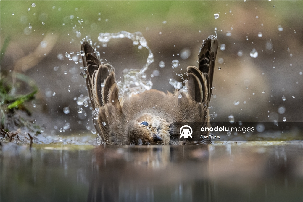 Bursa’da ormanlık alanlardaki su kaynakları yaban hayatını ağırlıyor
