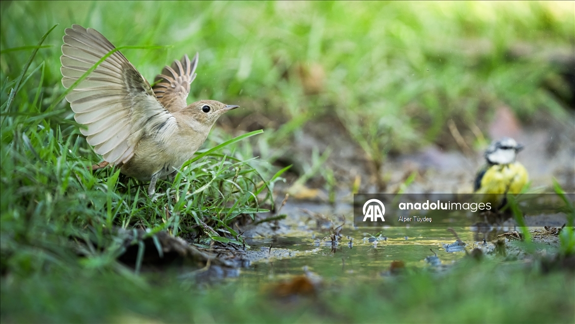 Bursa’da ormanlık alanlardaki su kaynakları yaban hayatını ağırlıyor