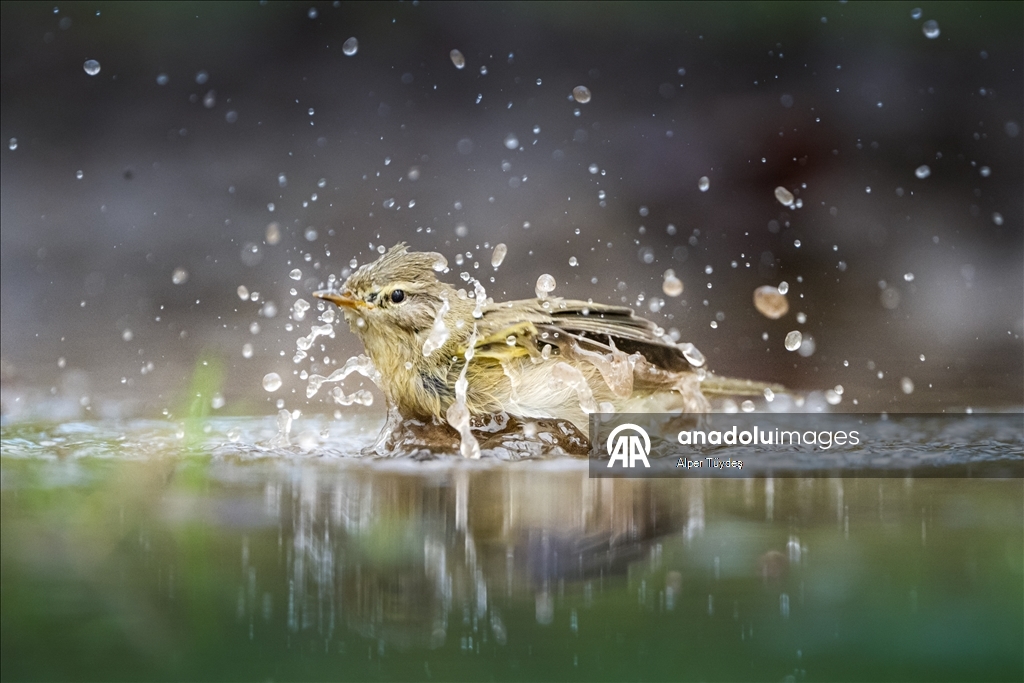 Bursa’da ormanlık alanlardaki su kaynakları yaban hayatını ağırlıyor