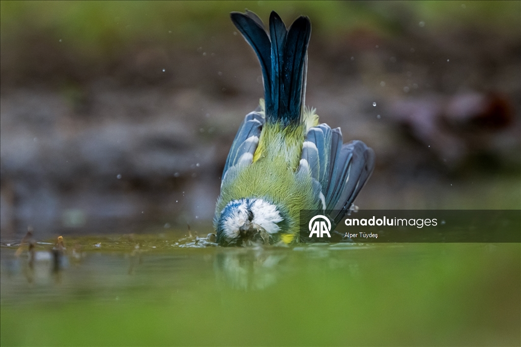 Bursa’da ormanlık alanlardaki su kaynakları yaban hayatını ağırlıyor