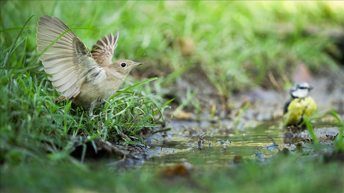 Bursa’da ormanlık alanlardaki su kaynakları yaban hayatını ağırlıyor