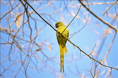 عدسة الأناضول ترصد ببغاوات خضراء في أنقرة