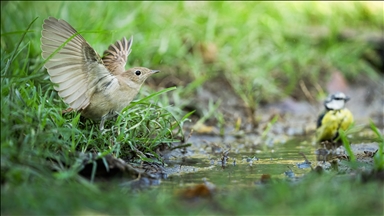 Bursa’da ormanlık alanlardaki su kaynakları yaban hayatını ağırlıyor