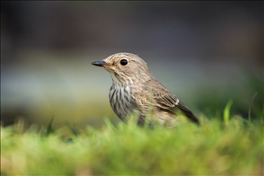 Лес Лонгоз стал остановкой для перелетных птиц