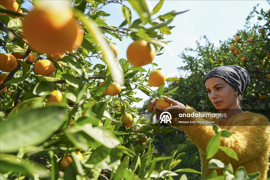 İzmir'in satsuma mandalinasında verim arttı