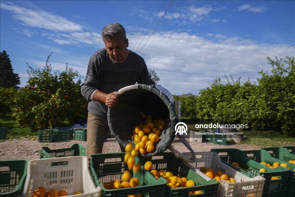 İzmir'in satsuma mandalinasında verim arttı