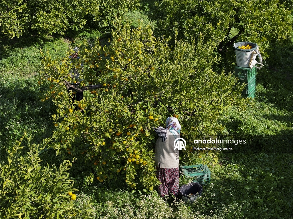 İzmir'in satsuma mandalinasında verim arttı