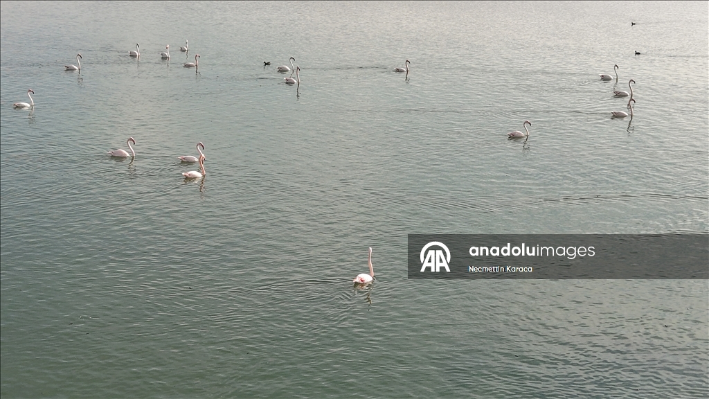 Птичий рай озера Эрчек стал пристанищем для диких гусей